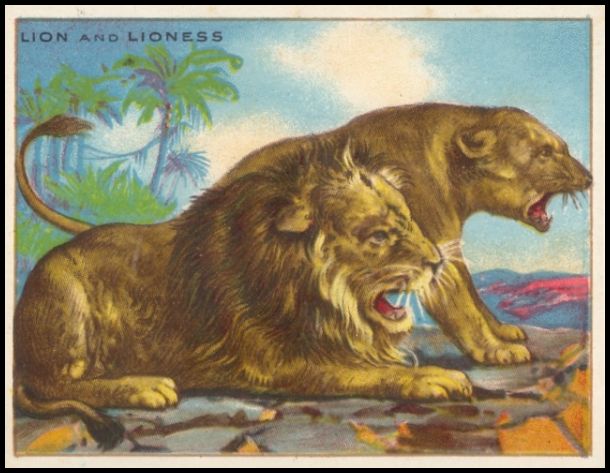 48 Lion and Lioness